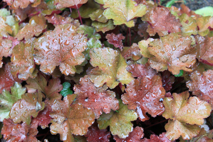 휴케라 - coral bells, alumroot, Heuchera L.