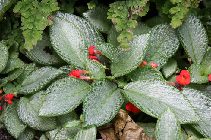 에피스시아 - African Violet, Flame violets, Episcia