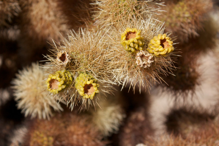 실린드로푼티아 비겔로비이 - Teddybear cholla, Cylindropuntia bigelovii