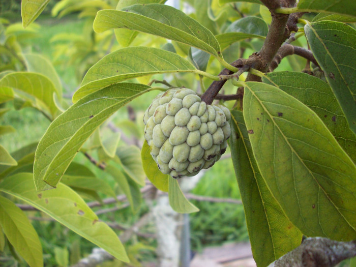 슈가애플 - Annona Squamosa