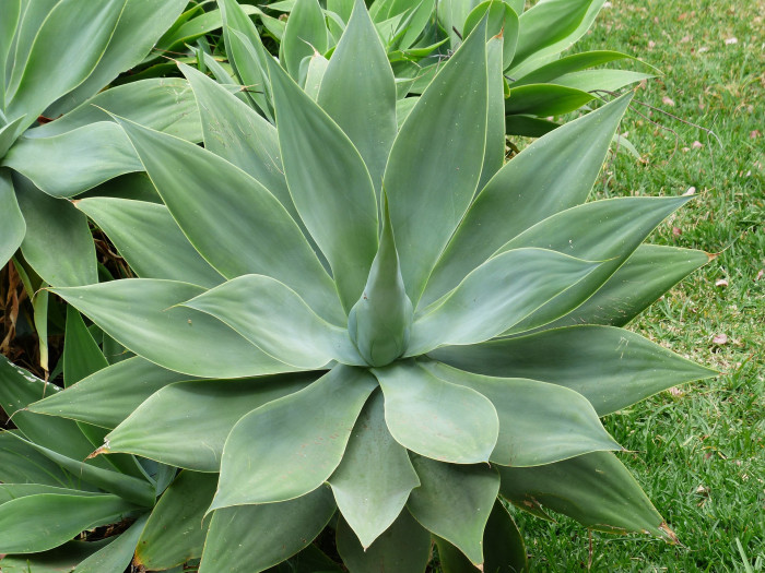 아테누아타 - Foxtail Agave, Dragon-Tree Agave, Spineless Agave, Agave attenuata