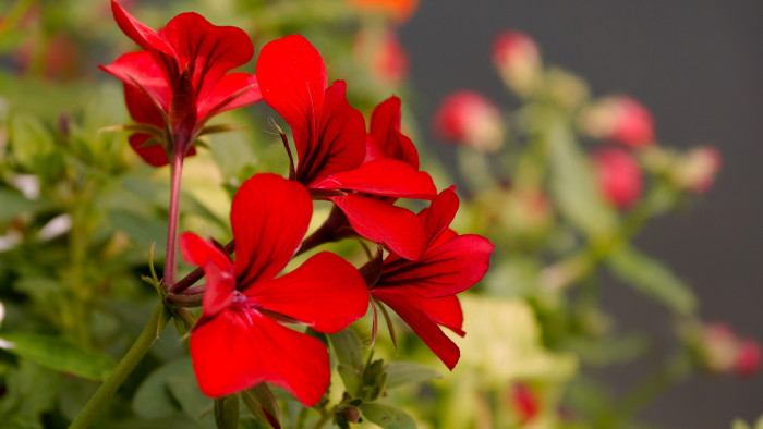 제라늄 - Geranium, Pelargonium inquinans