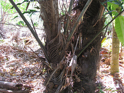 아렌가야자 사진 - Arenga undulatifolia Photos