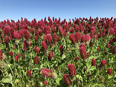 진홍토끼풀 사진 - Trifolium incarnatum L. Photos