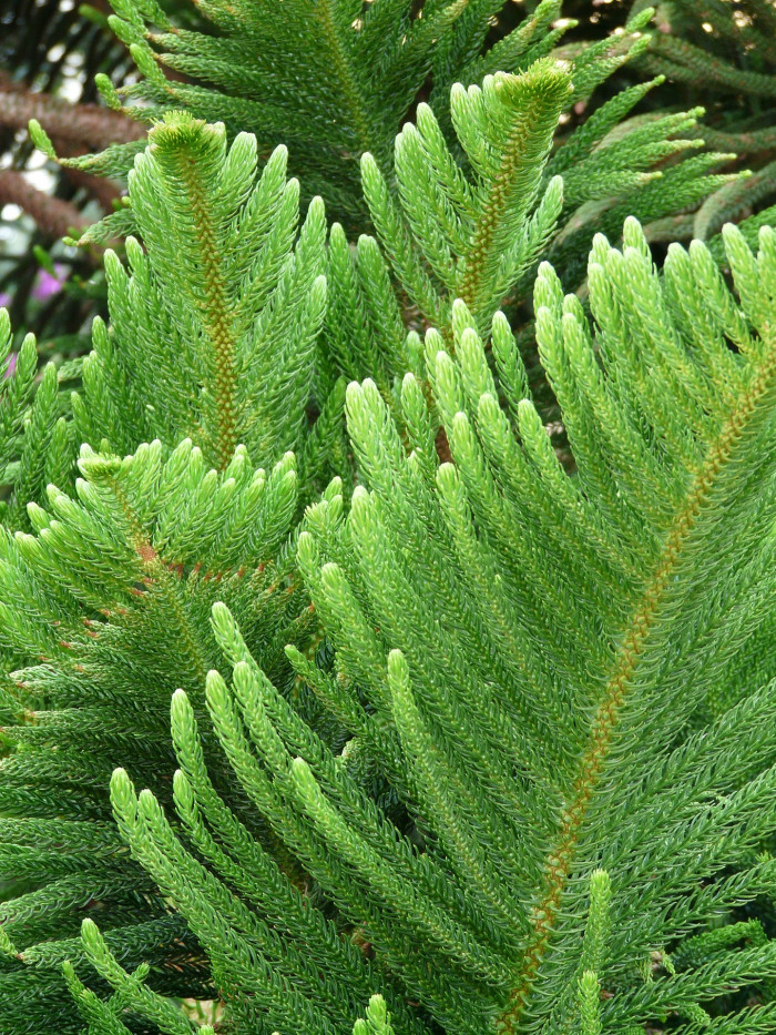 아라우카리아 - Norfolk Island Pine, Araucaria heterophylla (Salisb.) Franco