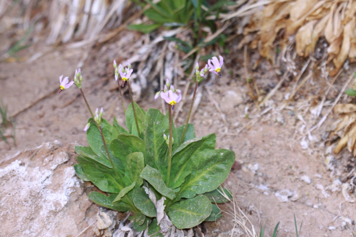 인디언앵초 - shooting star, American cowslip, mosquito bills, mad violets, sailor caps, Dodecatheon