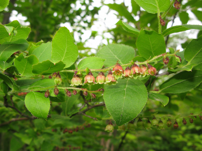 정금나무 - Vaccinium oldhamii Miq.