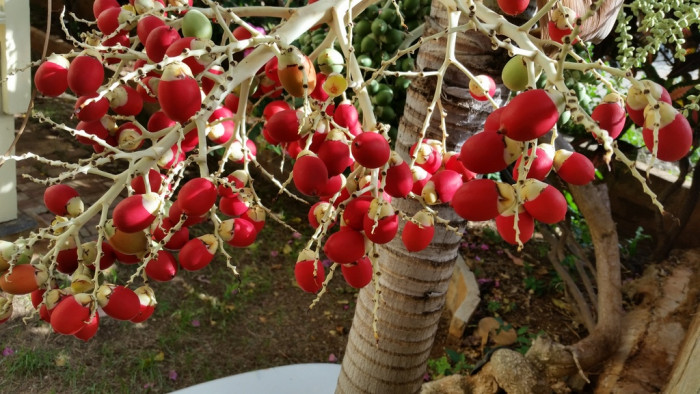 크리스마스야자 - Christmas palm, Manila palm, Adonidia merrillii