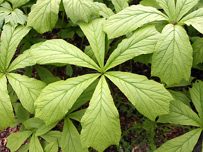 도깨비부채 사진 - Rodgersia podophylla A.Gray Photos