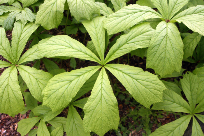 도깨비부채 - Rodgersia podophylla A.Gray
