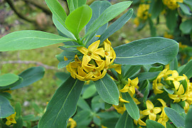 두메닥나무 - Daphne pseudo mezereum var. koreana (Nakai) Hamaya