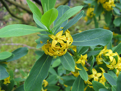 두메닥나무 사진 - Daphne pseudo mezereum var. koreana (Nakai) Hamaya Photos