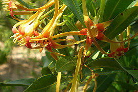 스트로판투스 피터자이아누스 - Strophanthus petersianus