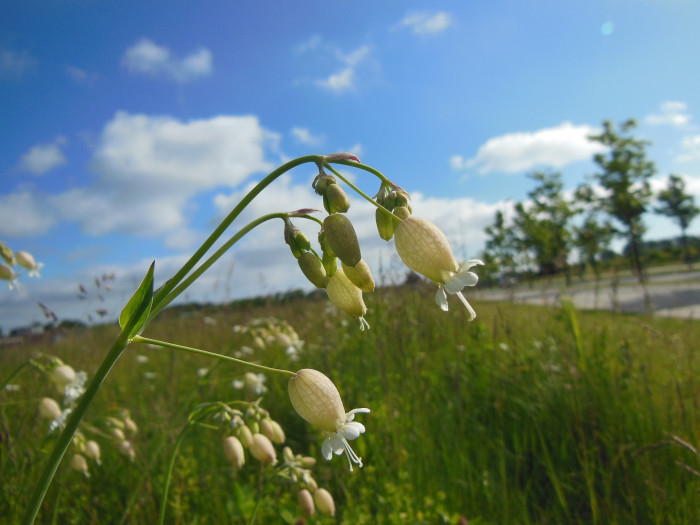 그린벨 - Bladder campion, Silene vulgaris
