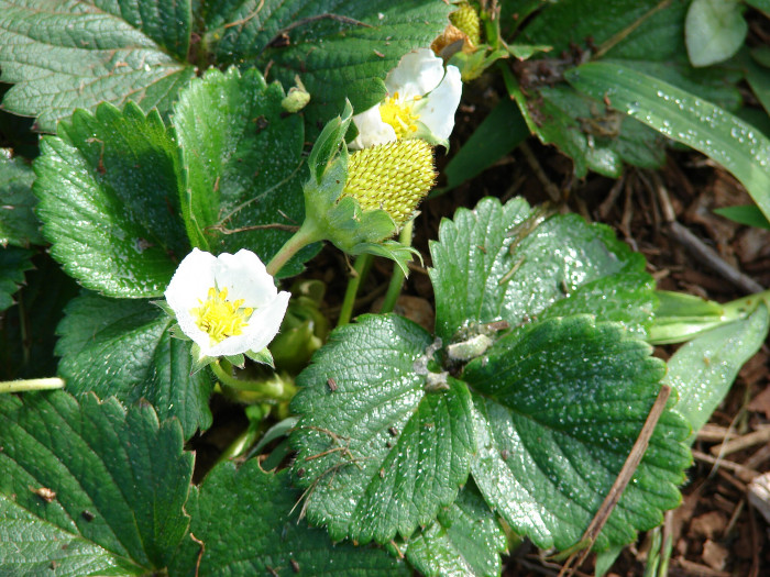 딸기 - Strawberries, Fragaria ananassa Duch.