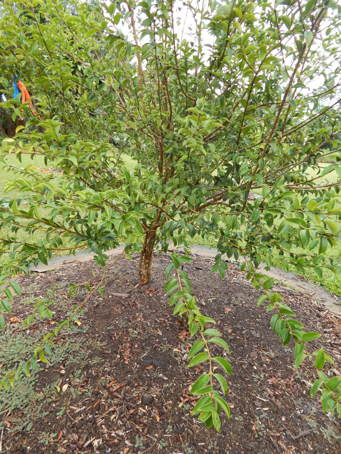 과비주 - Guabiyu, Myrcianthes pungens