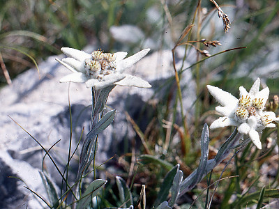 에델바이스 사진 - Leontopodium alpinum Photos
