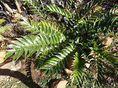 도깨비쇠고비 사진 - Cyrtomium falcatum (L.f.) C.Presl Photos