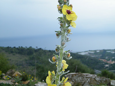 우단담배풀 사진 - Verbascum thapsus L. Photos