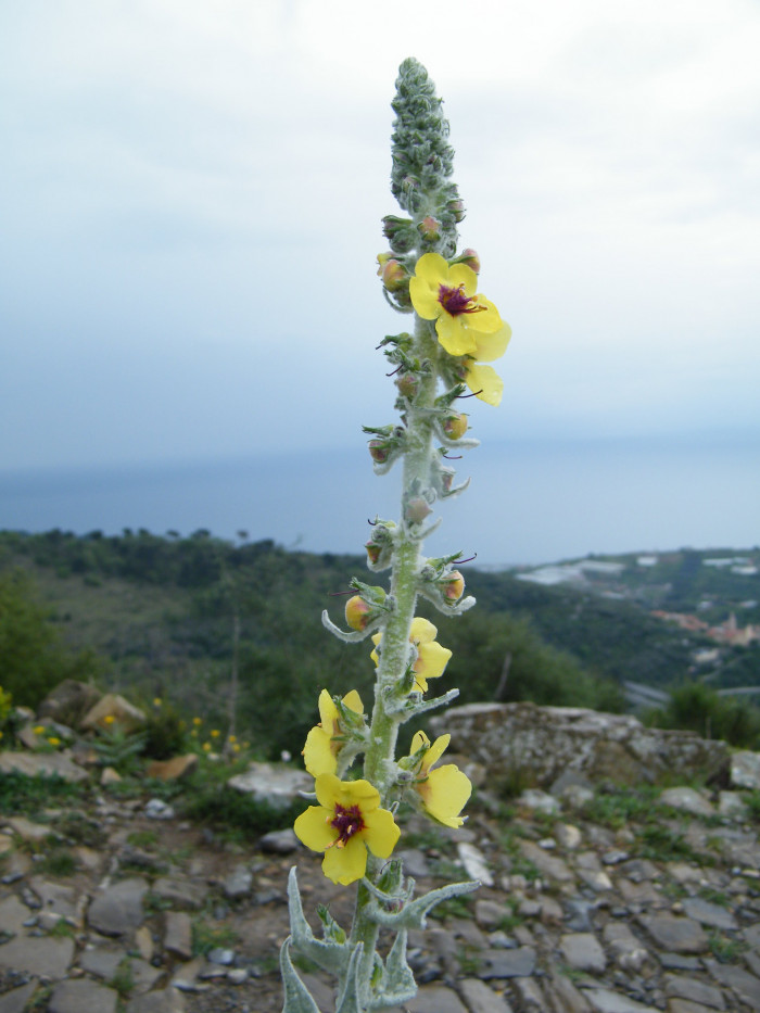 우단담배풀 - Verbascum thapsus L.