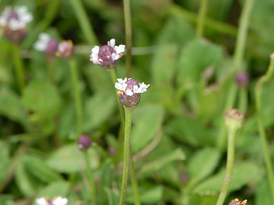 쿠라피아 사진 - Phyla nodiflora (L.) Greene Photos