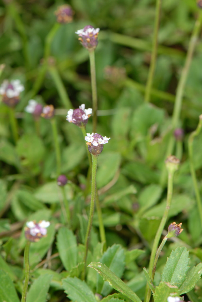 쿠라피아 - Frog fruit, Sawtooth fogfruit, Turkey tangle, Phyla nodiflora (L.) Greene