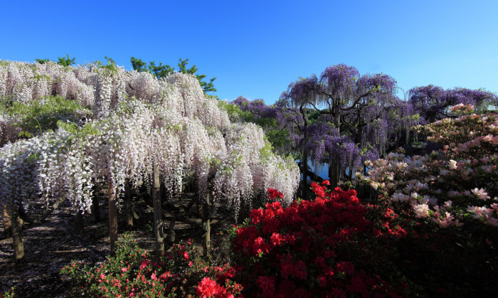 등나무 - Japanese Wisteria, Wisteria floribunda (Willd.) DC. for. floribunda