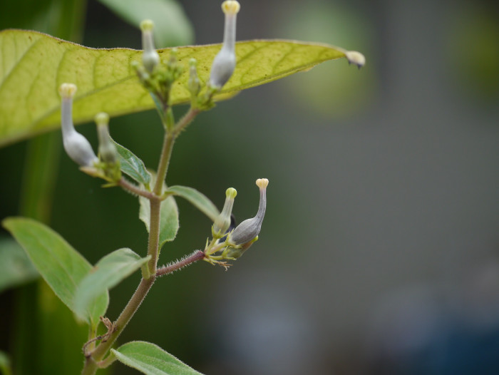 세로페지아 - dimorpha, Ceropegia