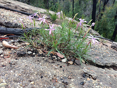 별꽃도라지 사진 - Isotoma axillaris Photos