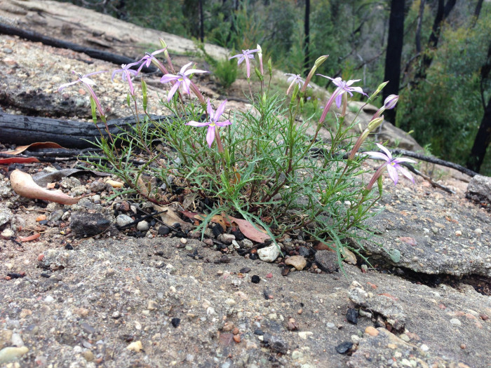 별꽃도라지 - Blue Star Creeper, Isotoma, Laurenti, Isotoma axillaris
