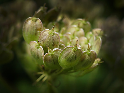 아니스 사진 - Pimpinella anisum L. Photos