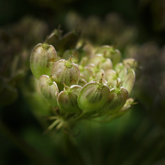 아니스 - anise, Aniseed, Anise Burnet Saxifrage, Pimpinella anisum L.