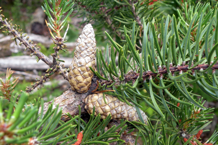 방크스소나무 - Jack pine, Pinus banksiana Lamb.