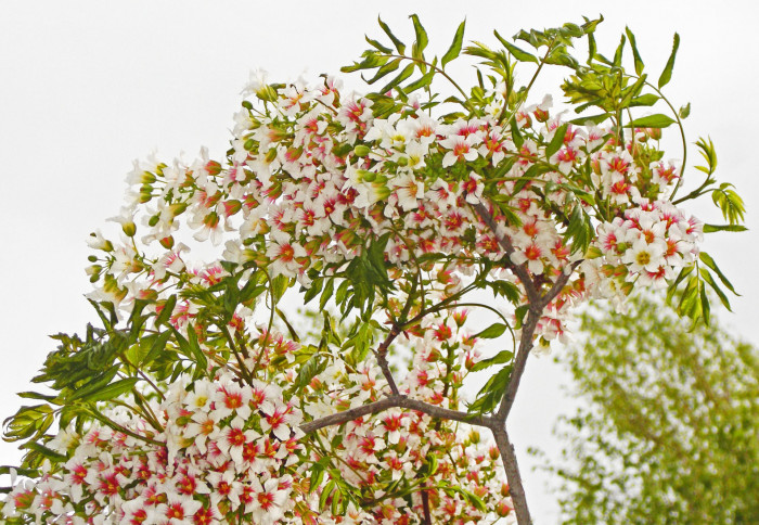 기름모과나무 - yellowhorn, Xanthoceras sorbifolia