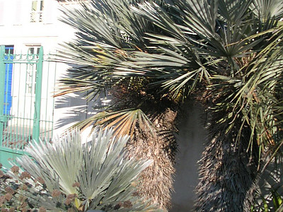 카란데이 야자 사진 - Trithrinax campestris Photos