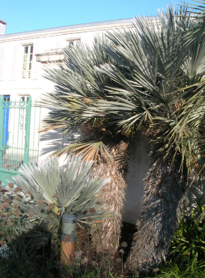 카란데이 야자 - caranday palm, Blue Needle Palm, Trithrinax campestris