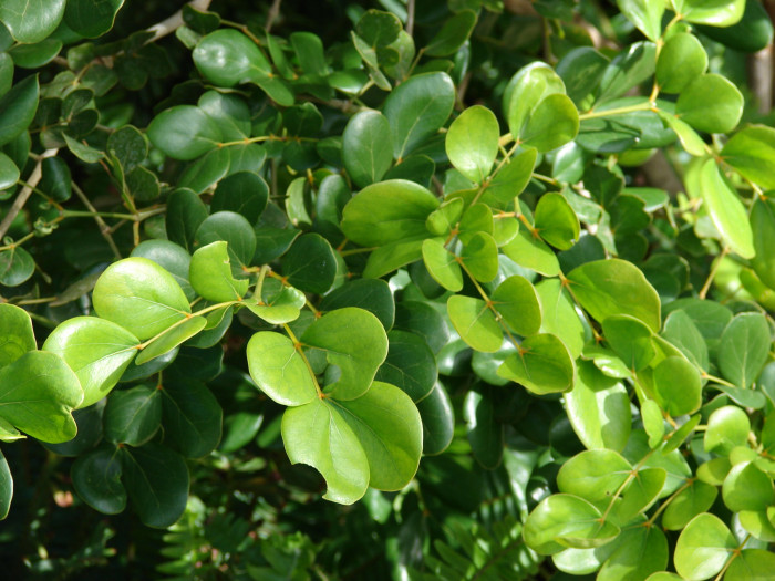 유창목 - lignum vitae, Guaiacum officinale