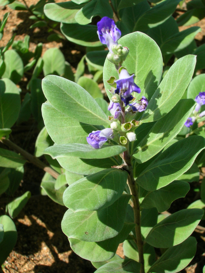 순비기나무 - Vitex rotundifolia L.f.