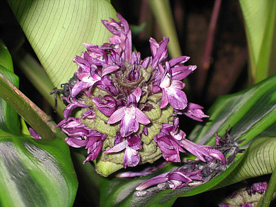 칼라데아 제브리나 사진 - Calathea zebrina Lindl. Photos