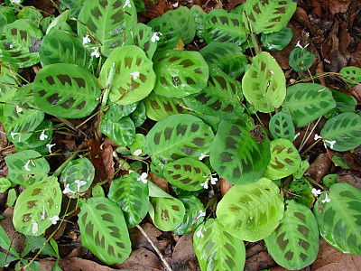 마란타 사진 - Maranta Photos