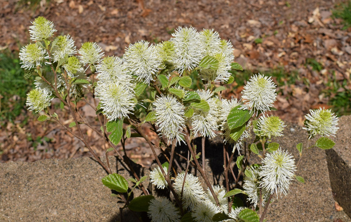 실목련 - Witch Alder, dwarf fothergilla, American wych hazel, dwarf witchalder, Fothergilla gardenii L.