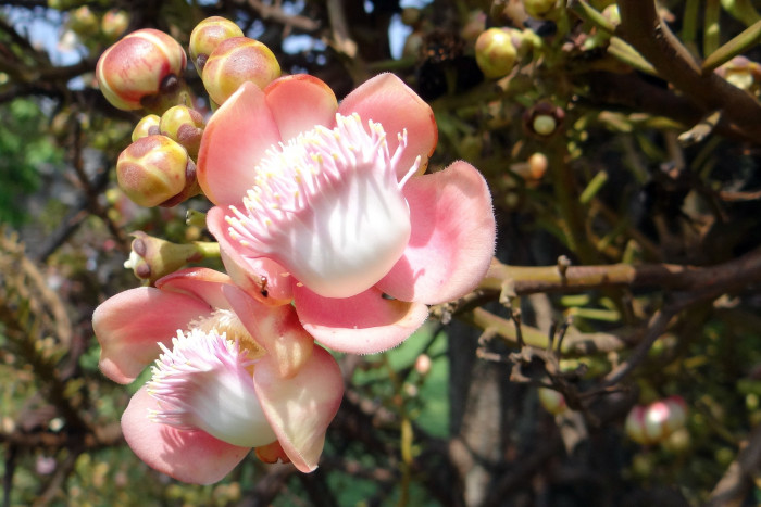 캐논볼 트리 - Cannonball tree, Couroupita guianensis