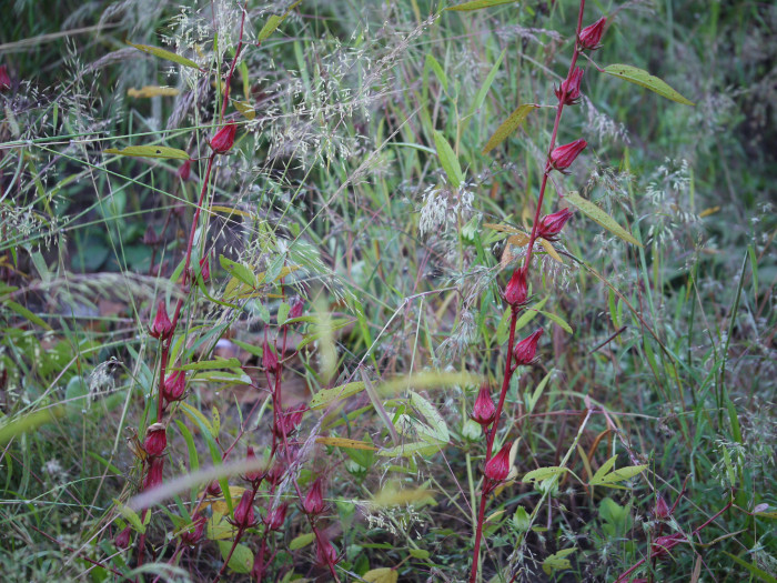 로젤 - Rozelle, Red Thai Roselle, Yellow bloom Roselle Hibiscus, Hibiscus sabdariffa L.