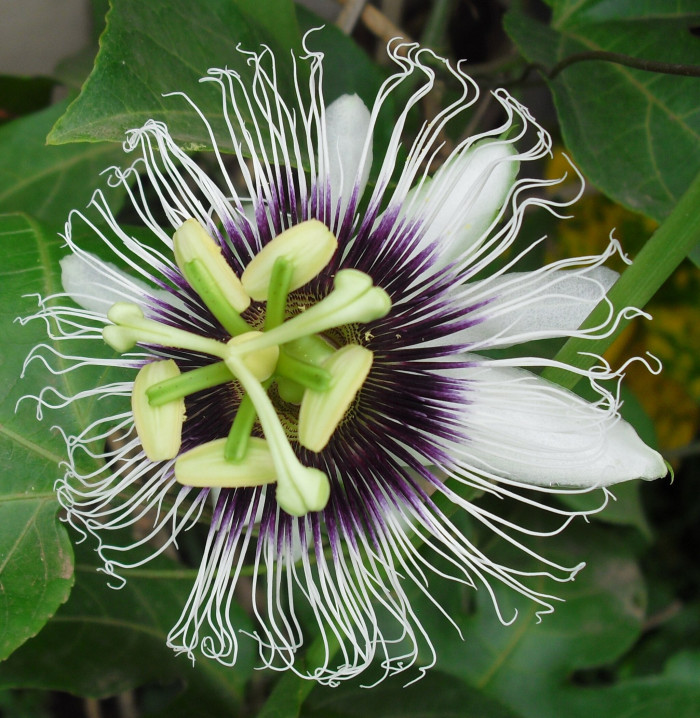 시계초 - passion flower, Passiflora caerulea