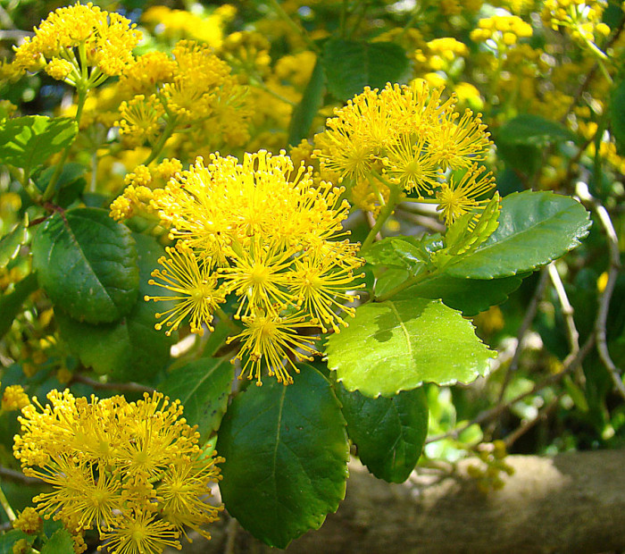 아자라 세라타 - Saw-toothed Azara, Azara serrata