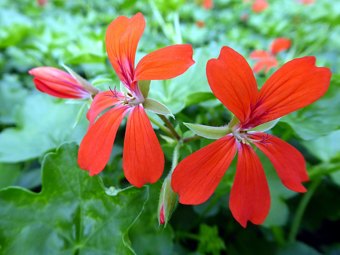 제라늄 - Geranium, Pelargonium inquinans