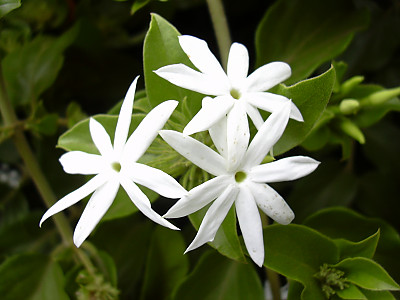 스타자스민 사진 - Jasminum multiflorum Photos