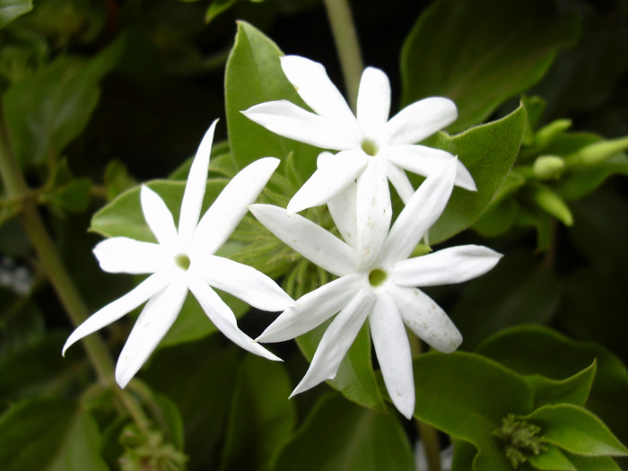 스타자스민 - star jasmine, winter jasmine, Indian jasmine, downy jasmine, Jasminum multiflorum