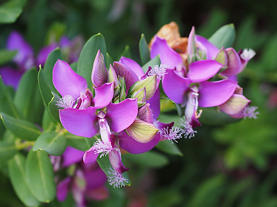 폴리갈라 미르티폴리아 사진 - Polygala myrtifolia L. Photos