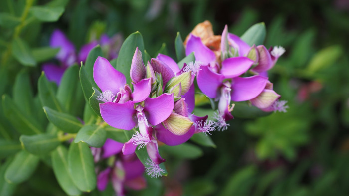 폴리갈라 미르티폴리아 - september bush, myrtle-leaf milkwort, Polygala myrtifolia L.